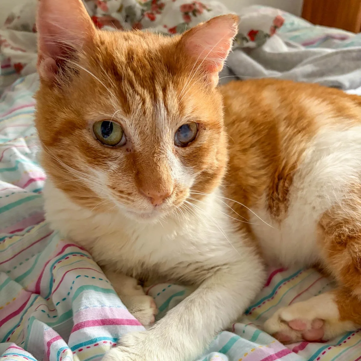 Linus-260320-P10-LR.jpg