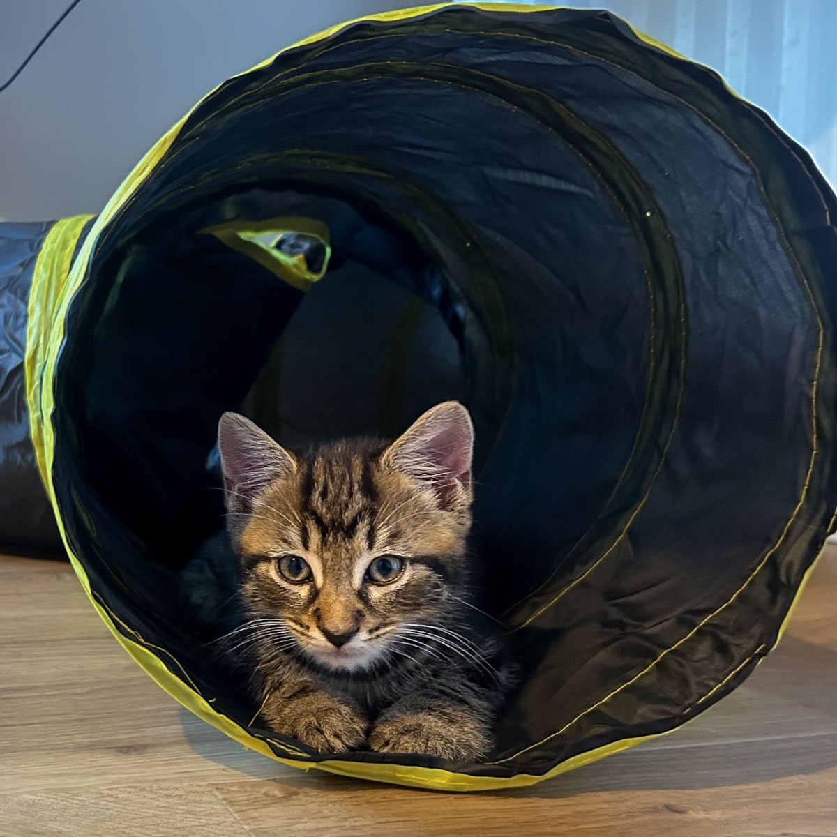 Delilahs-Kittens-26041602-P5-LR.jpg