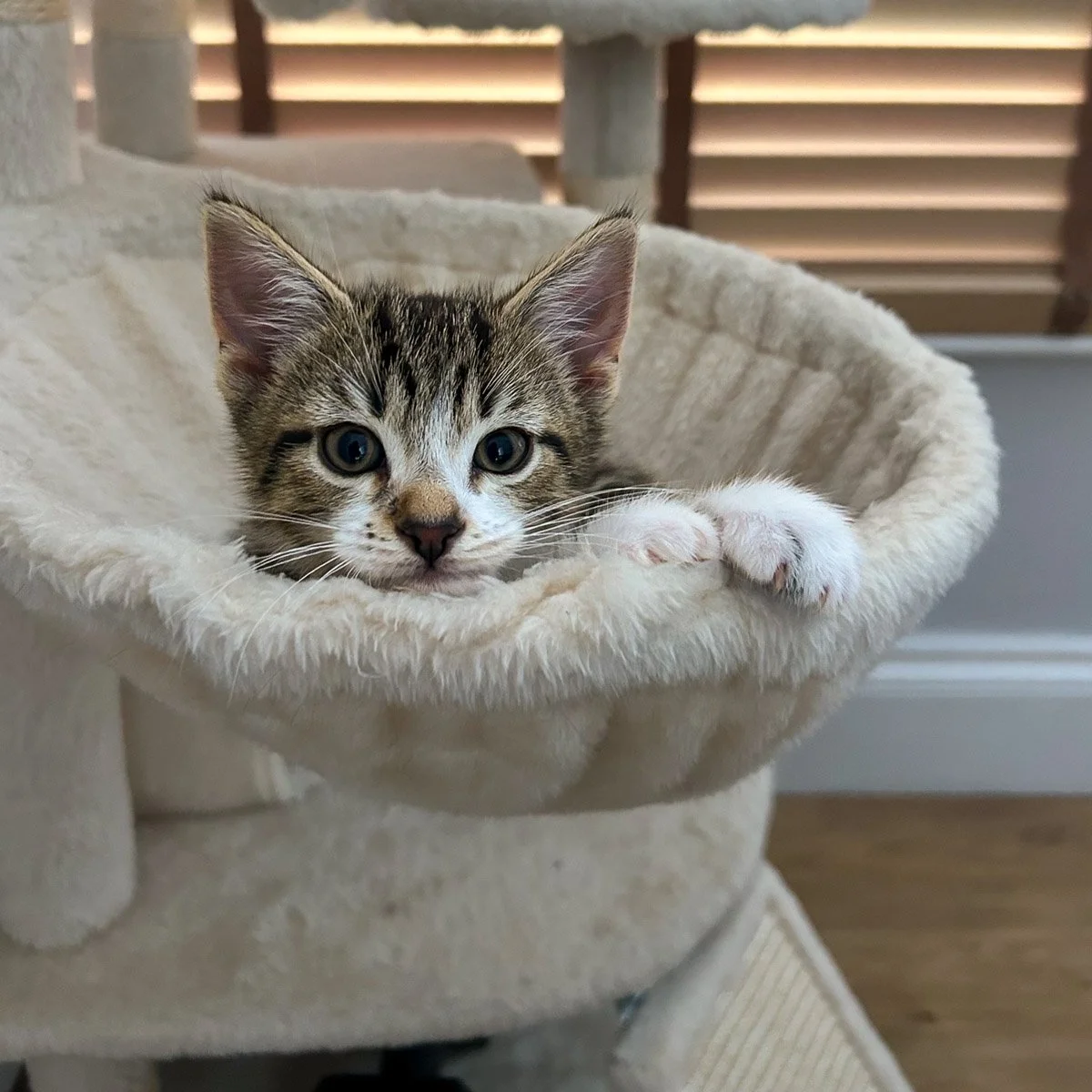 Delilahs-Kittens-26041602-P6-LR.jpg