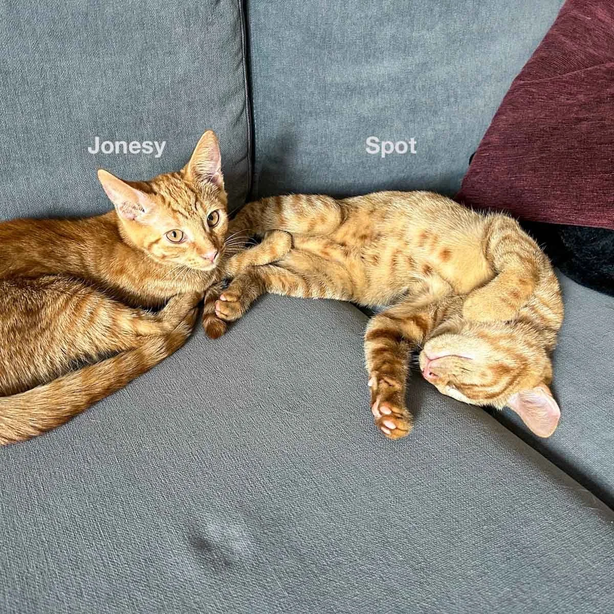 Jonesy-Spot-LR.jpg