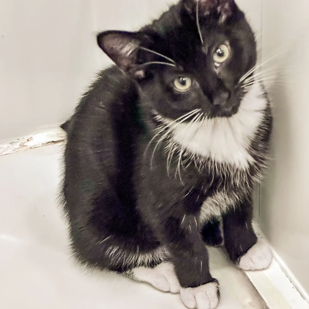 Morena-Kittens-26040201-P08-LR.jpg