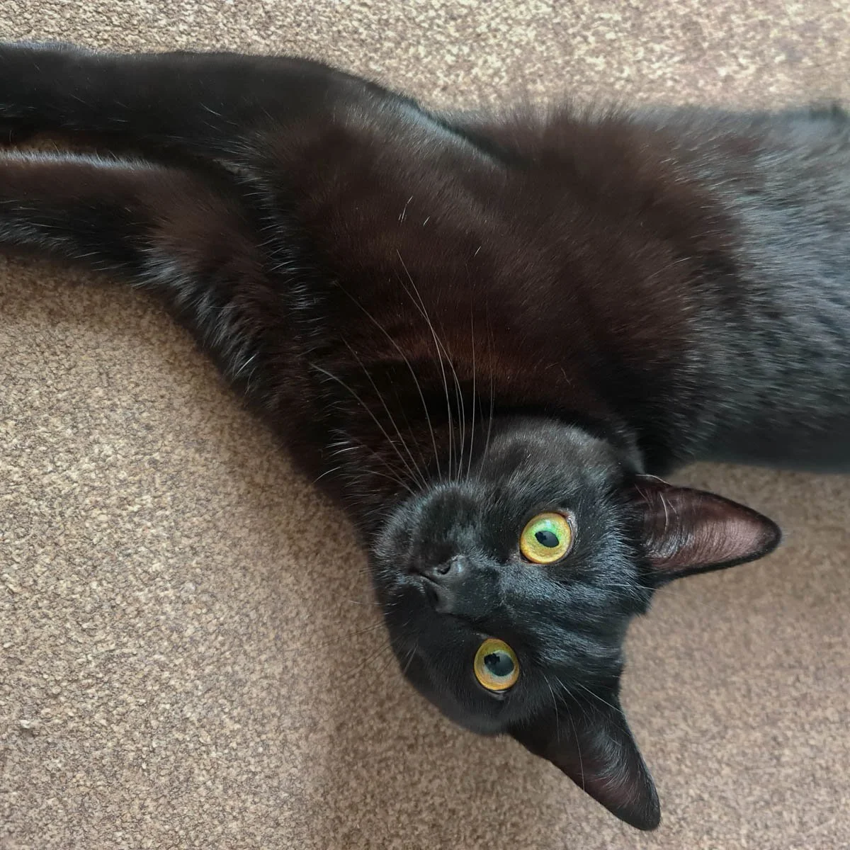 Onyx-26031601-P02-LR.jpg