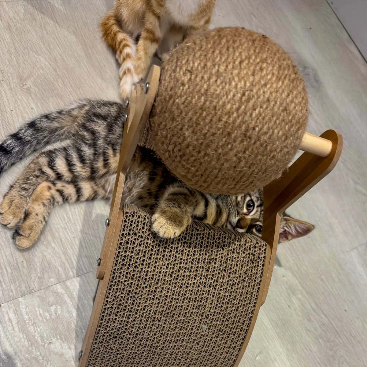 Raksha-Kittens-251228-P7-LR.jpg