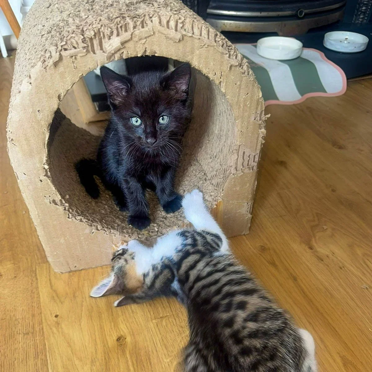 Delilahs-Kittens-26041602-P10-LR.jpg