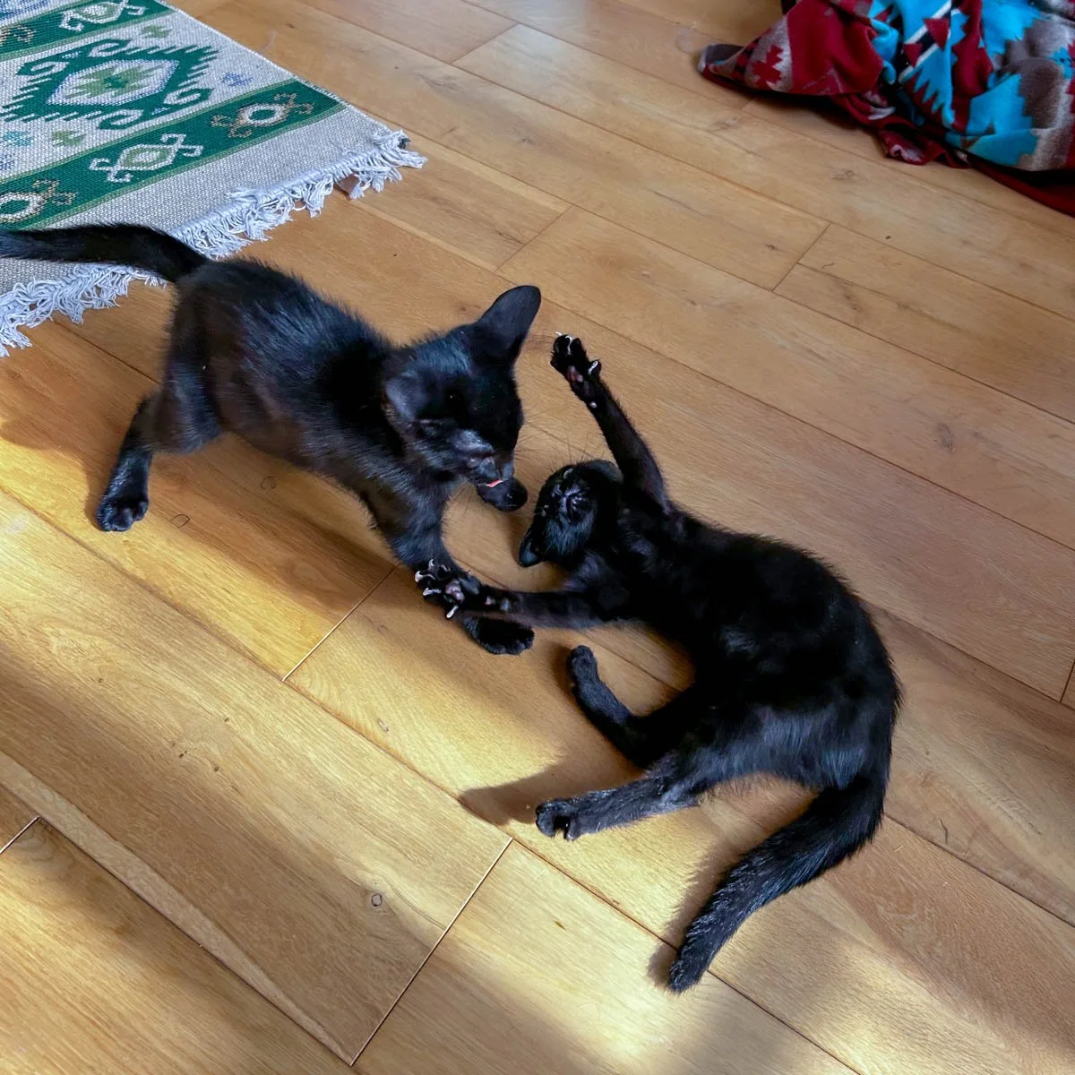 Kittens Sal and Pip Playing in Their Foster Home