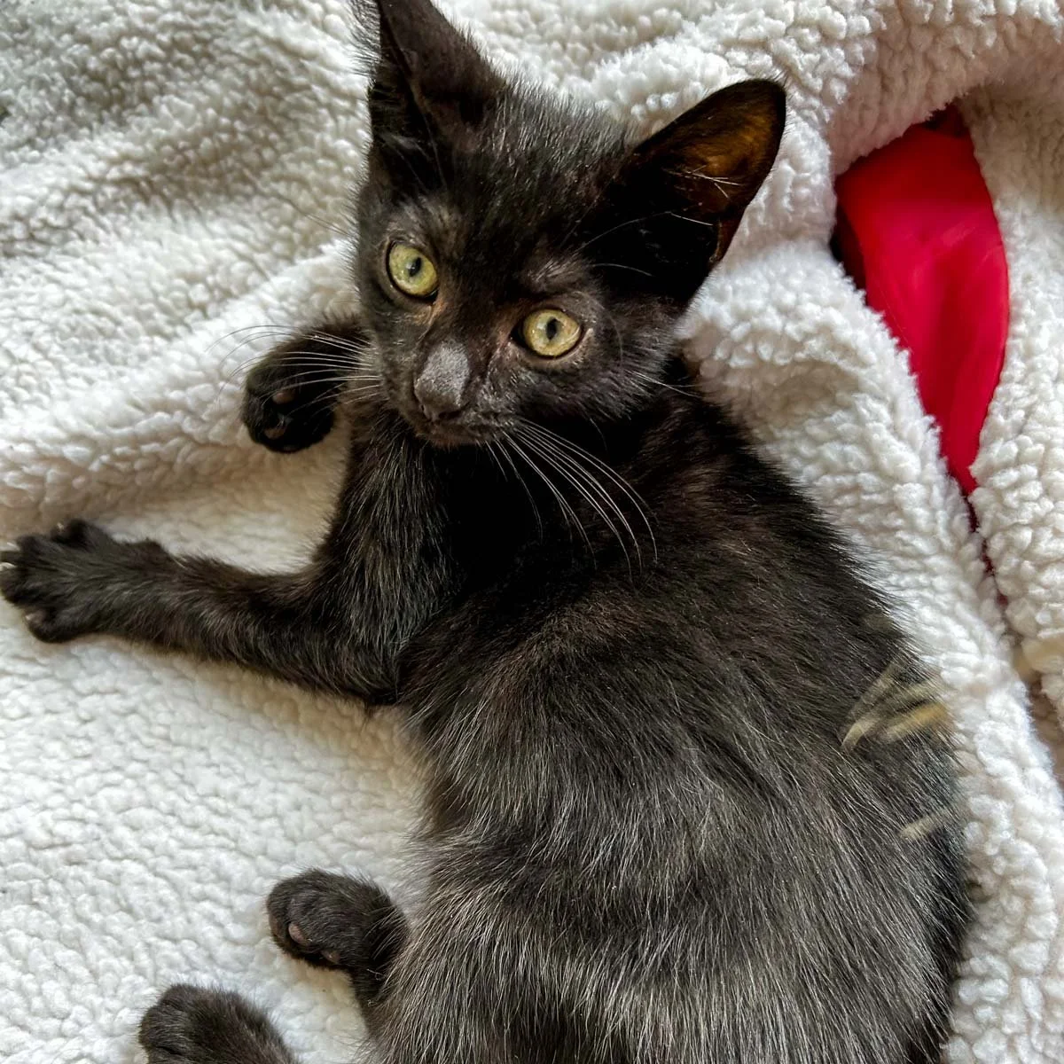 Black Kitten Pip Waiting for Her and Sal's Furever Home
