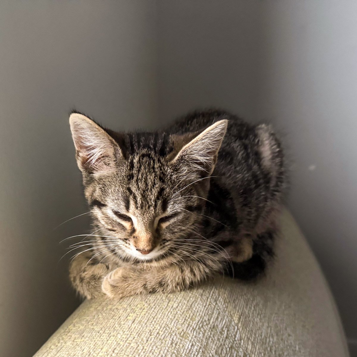 Raksha-Kittens-251228-P8-LR.jpg