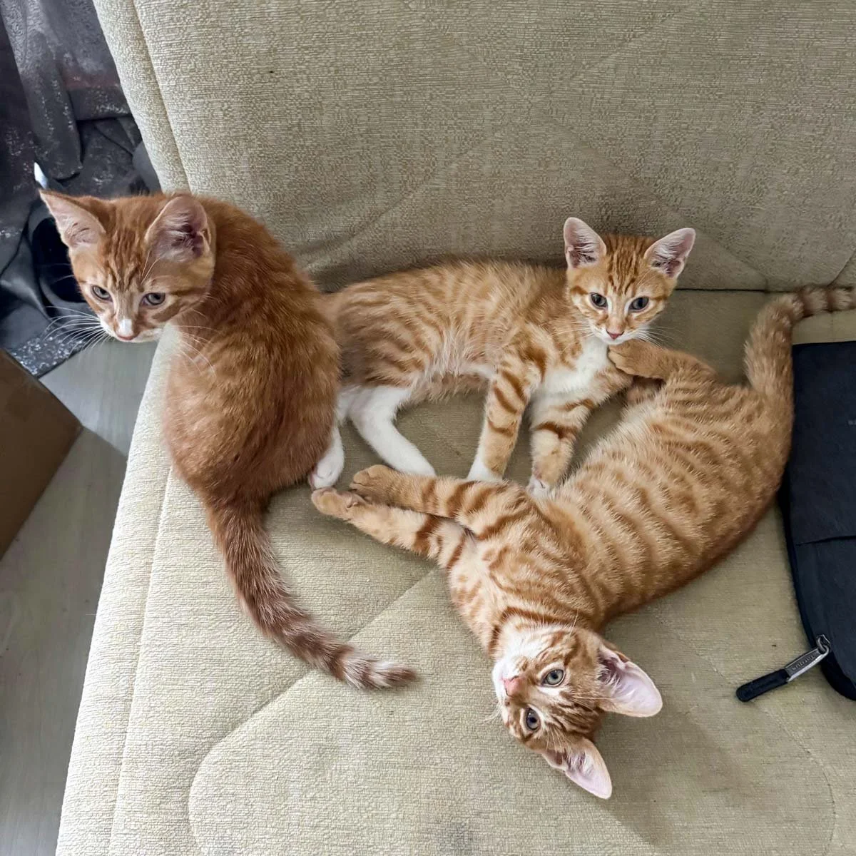 Raksha-Kittens-251228-P4-LR.jpg