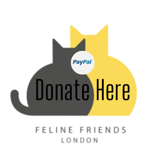Register a Cat for Rehoming — Adopt a cat or foster a cat in London