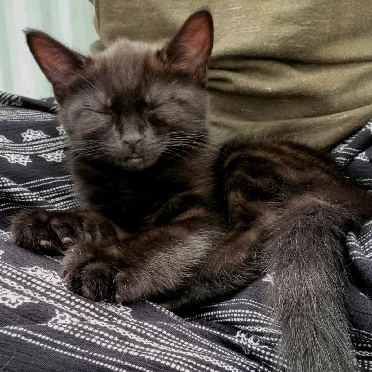 Parsley