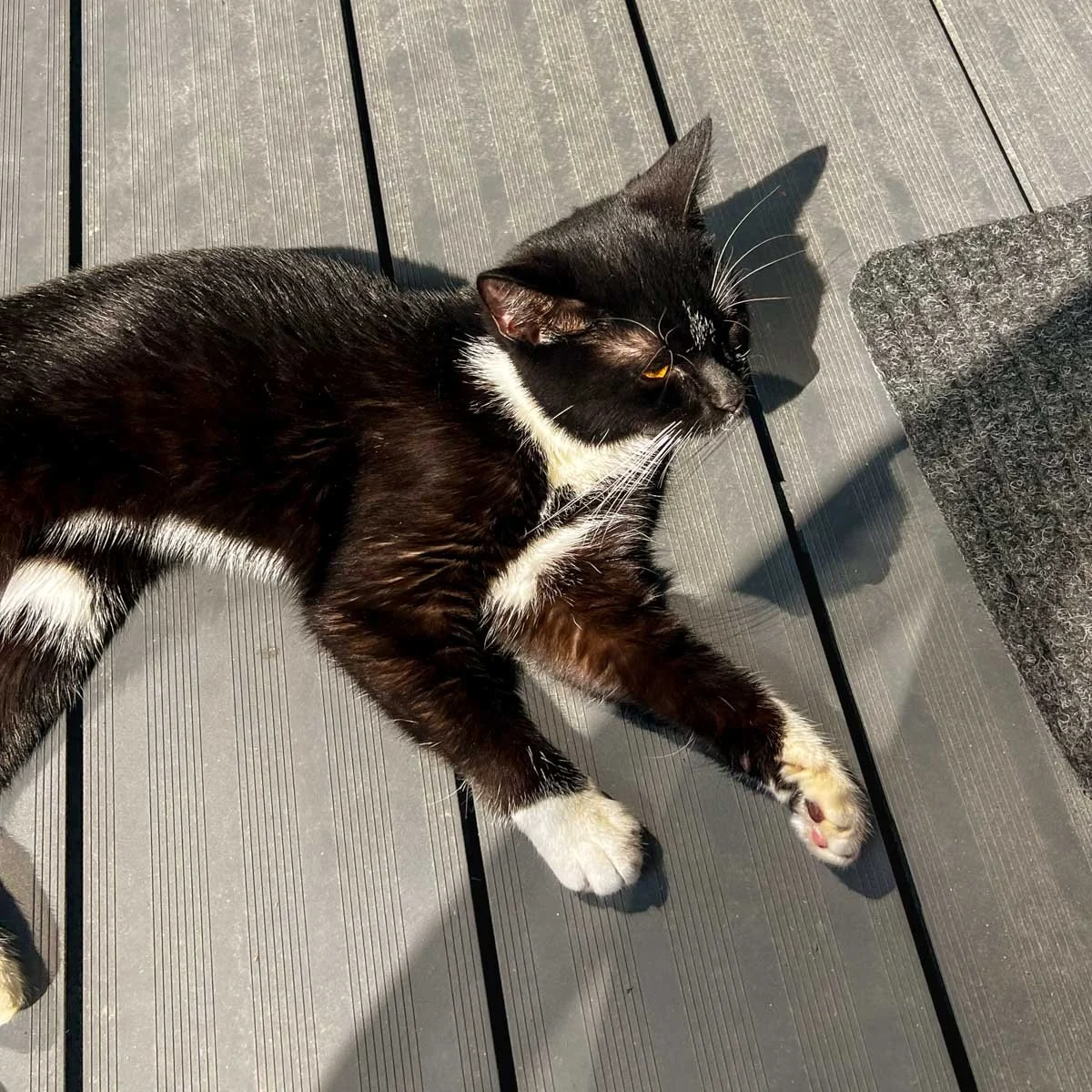 Oreo-12-Jun-2025-LR.jpg