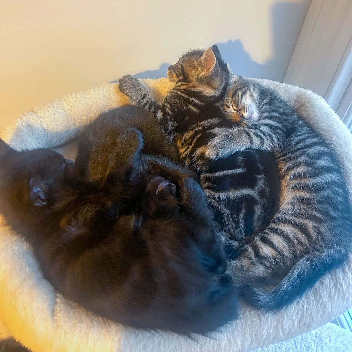 Delilahs-Kittens-26041602-P1-LR.jpg