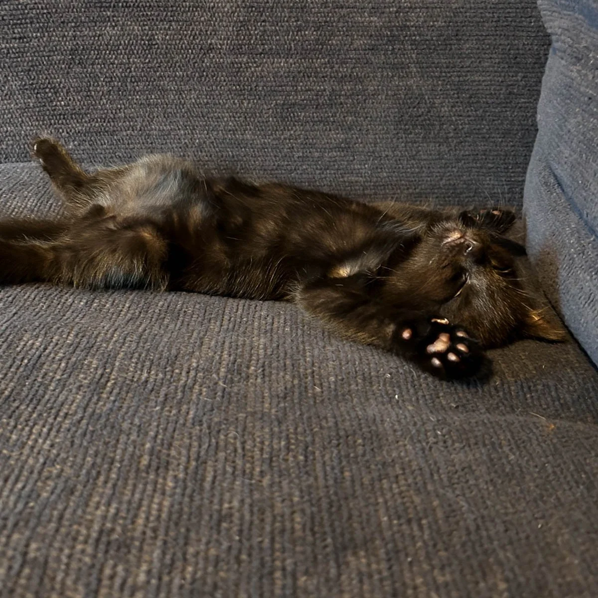 Delilahs-Kittens-26041602-P7-LR.jpg