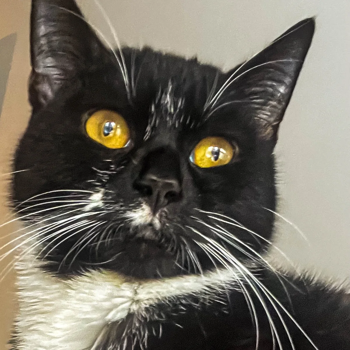 Oreo-5-Jun-2025-LR.jpg