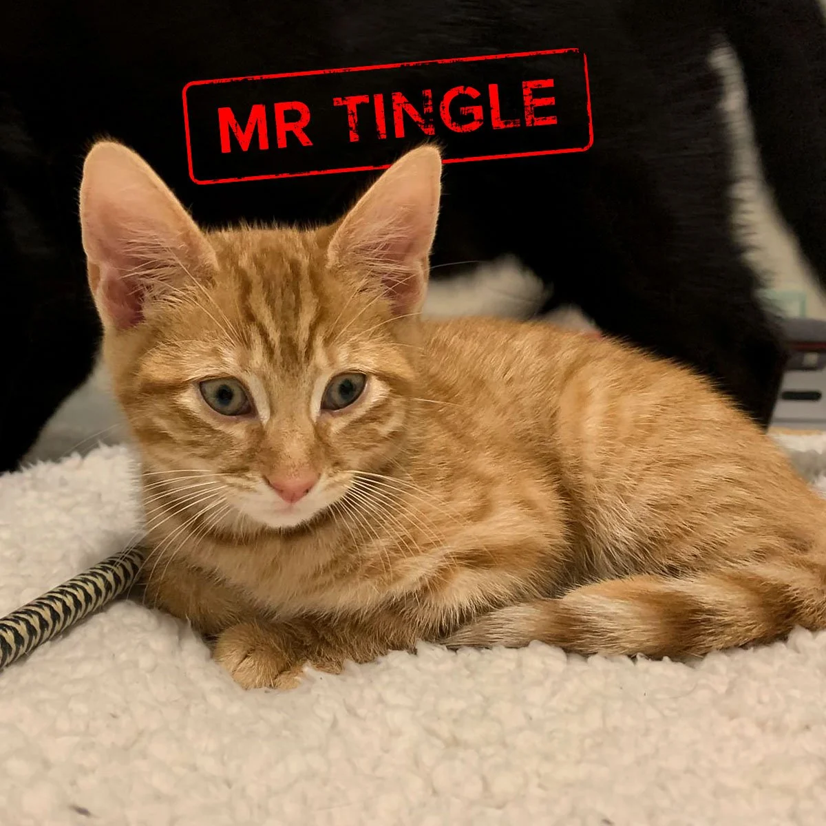 Raksha-Kittens-MrTingle-251228-P4-PS-LR.jpg