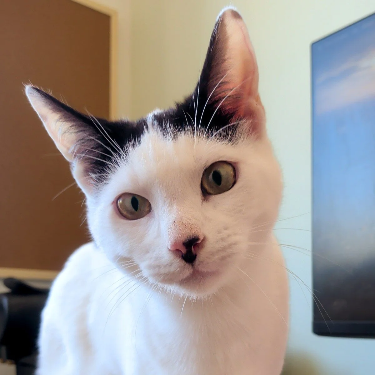 Gizmo-250929-P7-LR.jpg