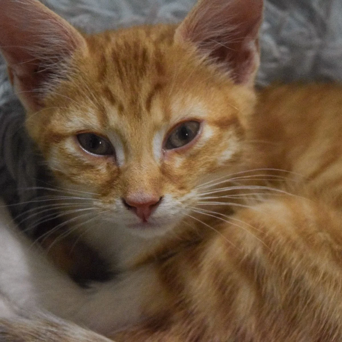 Raksha-Kittens-Chia-251228-P2-LR.jpg