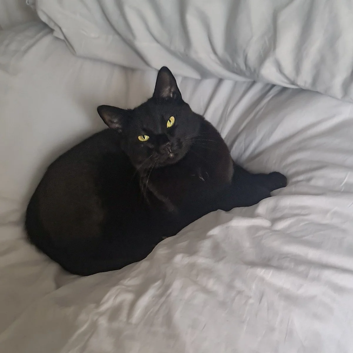 Onyx-26031601-P01-LR.jpg