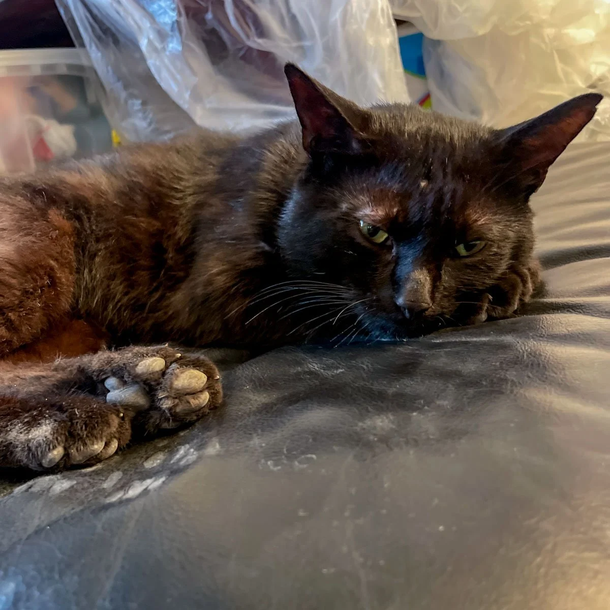 Meow-250707-4-LR.jpg
