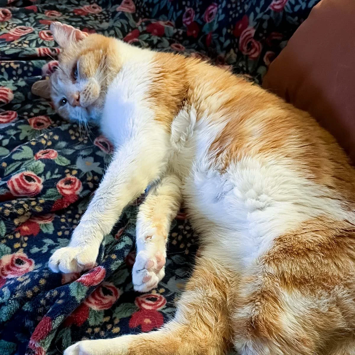 Linus-260320-P3-LR.jpg