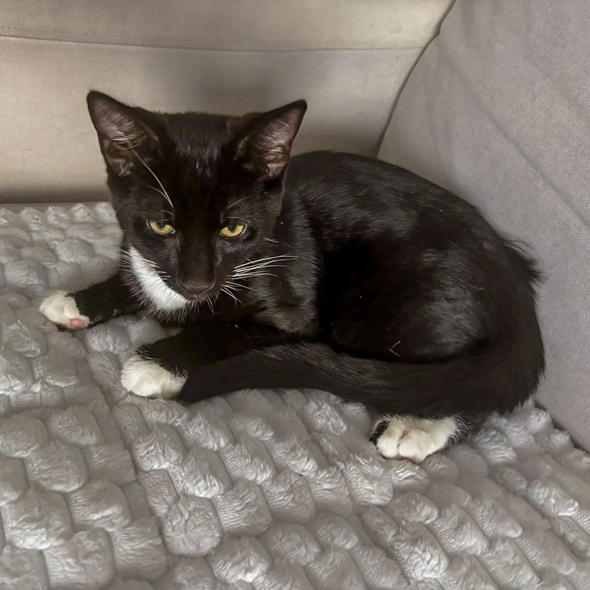Morena-Kittens-26040201-P02-LR.jpg
