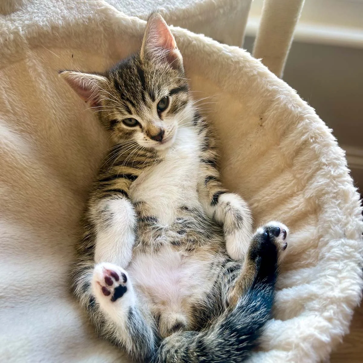 Delilahs-Kittens-26041602-P11-LR.jpg