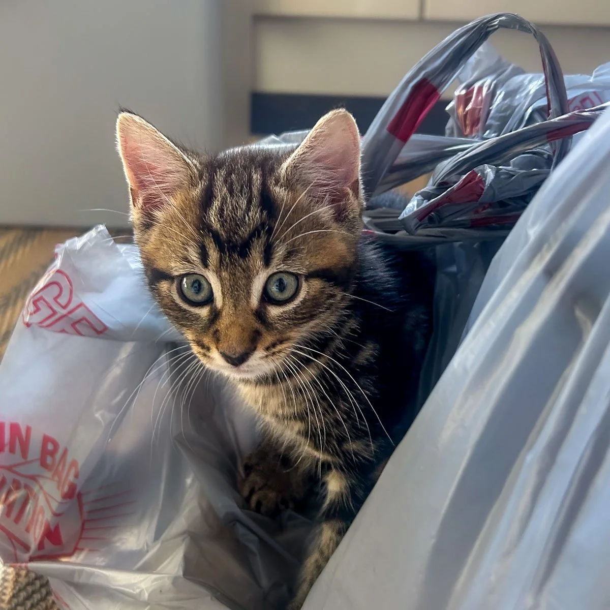 Delilahs-Kittens-26041602-P8-LR.jpg