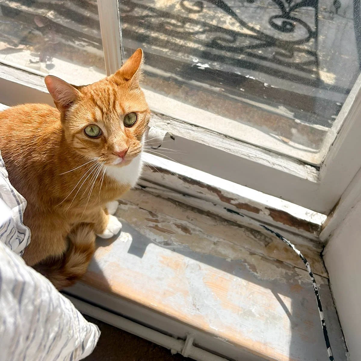Ginge-260313-P2-LR.jpg