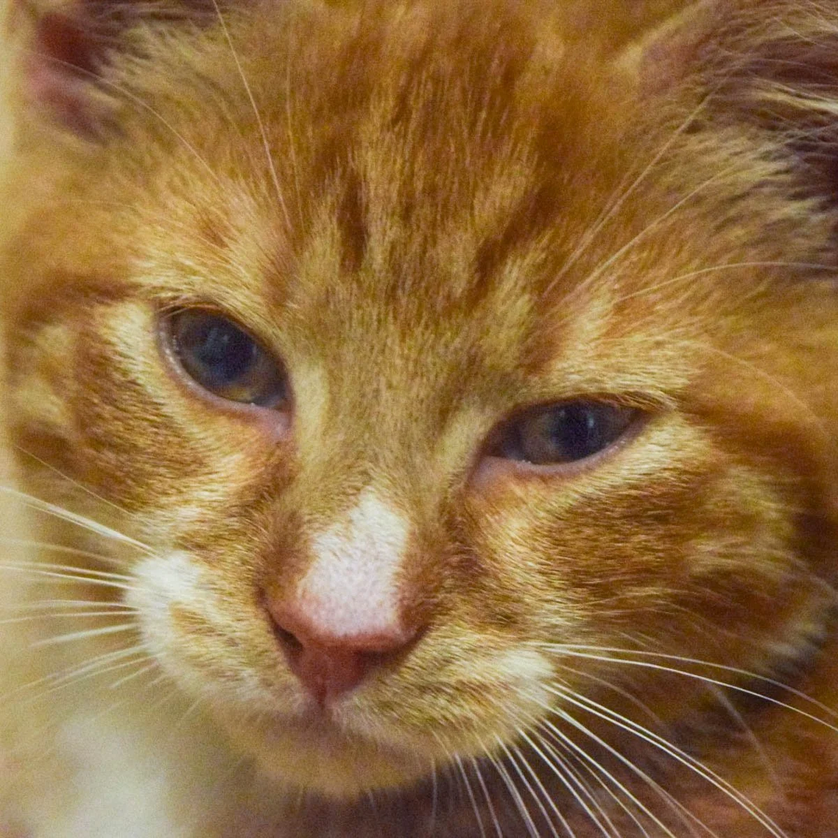 Raksha-Kittens-Milo-251228-P3-LR.jpg