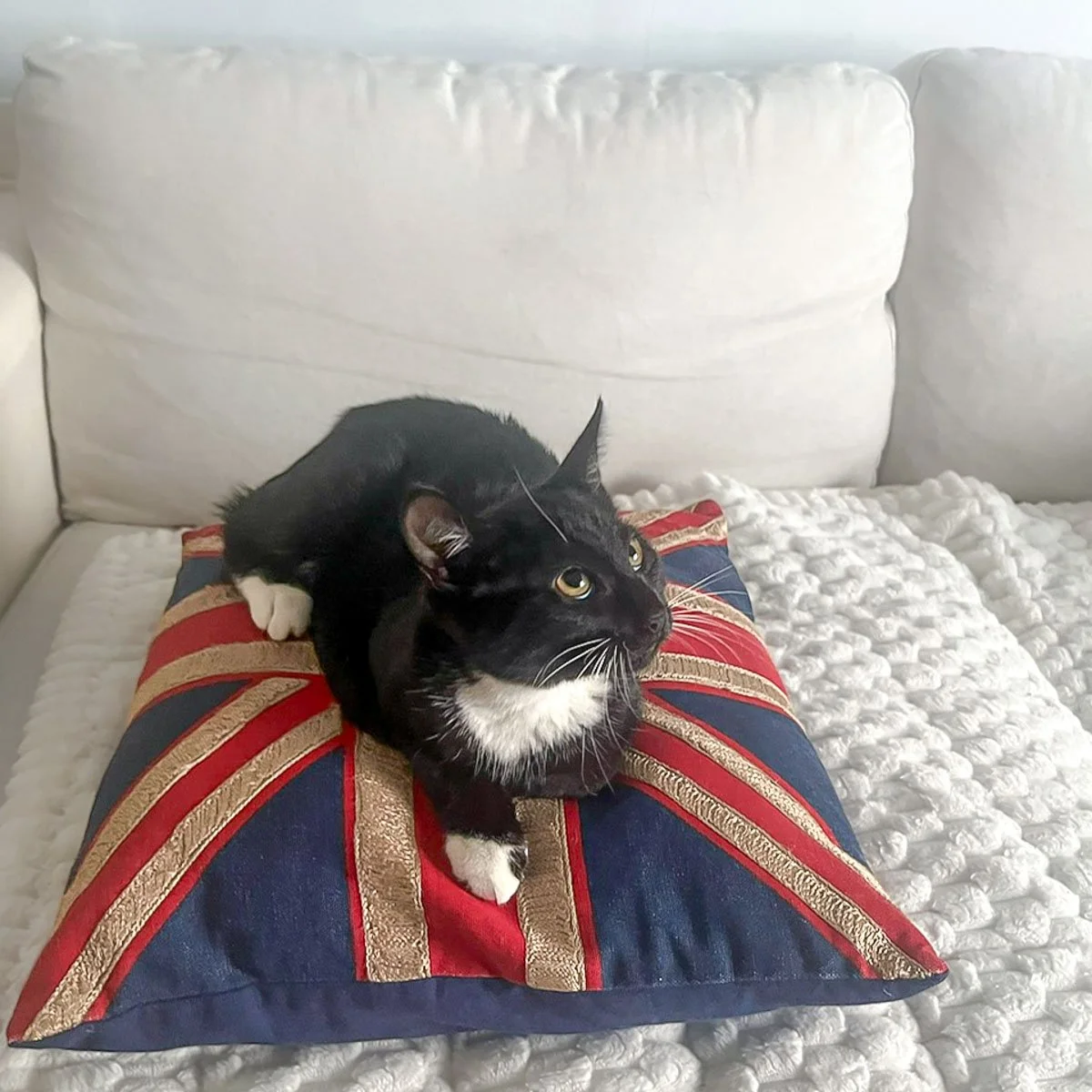 Morena-Kittens-26040201-P20-LR.jpg