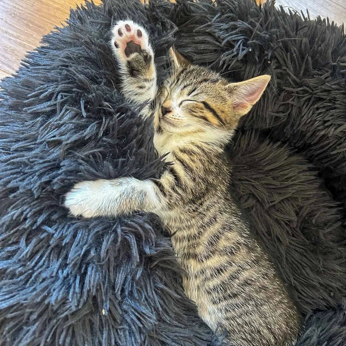 Delilahs-Kittens-26041602-P12-LR.jpg