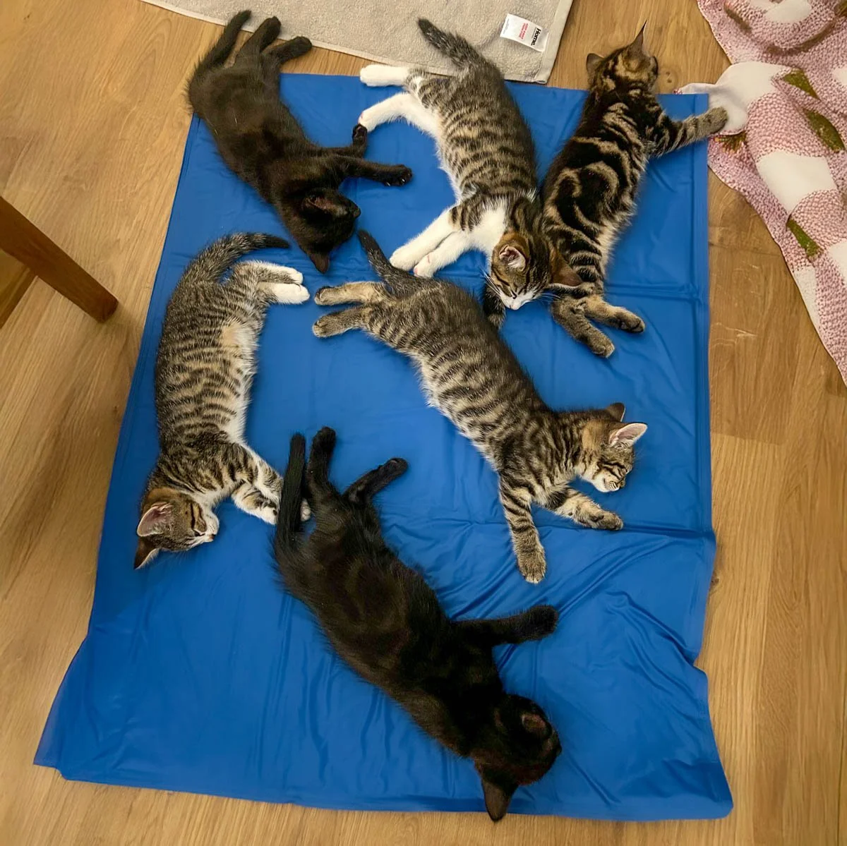 Delilahs-Kittens-26041602-P3-Edit-LR.jpg