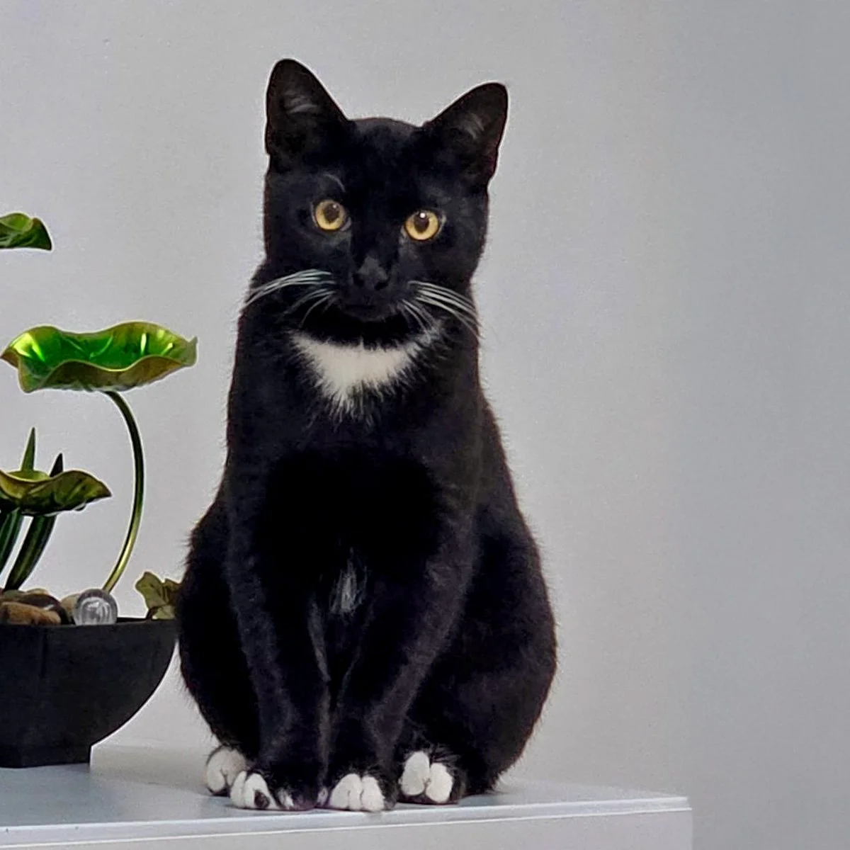Zeytin-250901-P1-PS.jpg