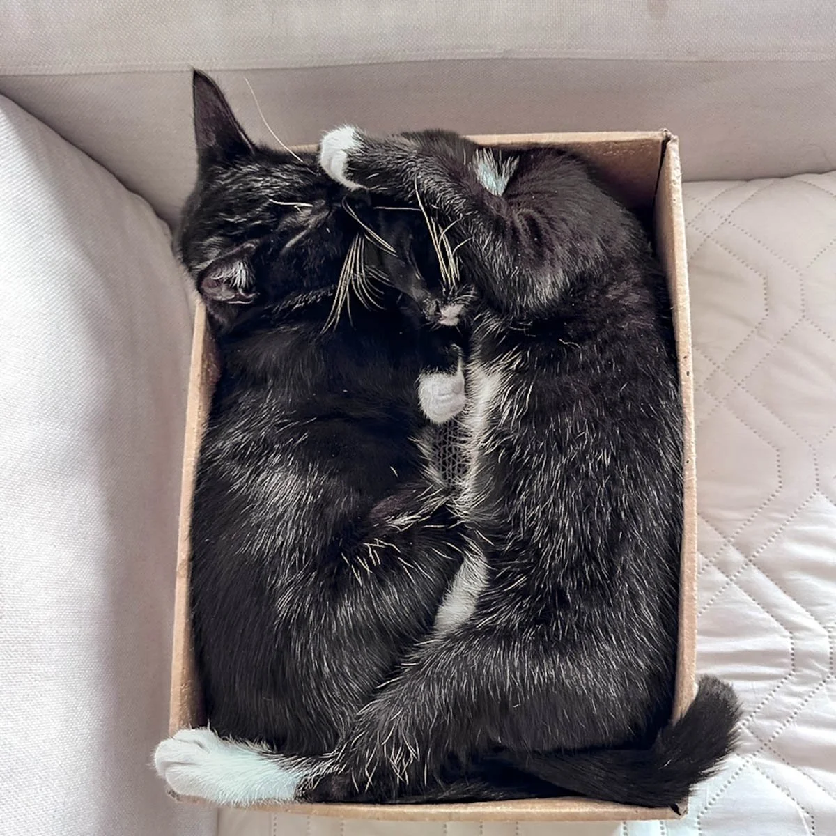 Morena-Kittens-26040201-P07-LR.jpg