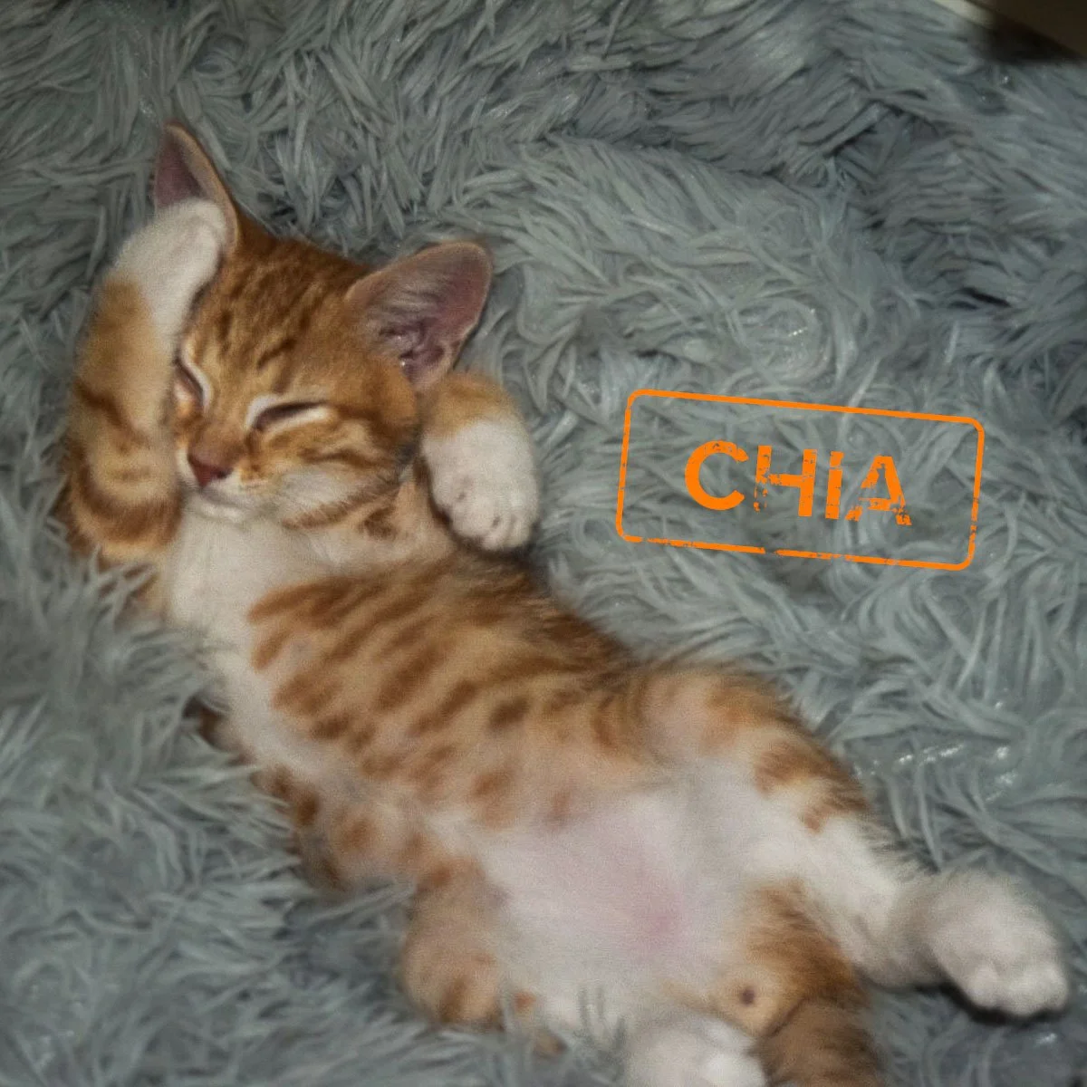 Raksha-Kittens-Chia-251228-P1-PS-LR.jpg