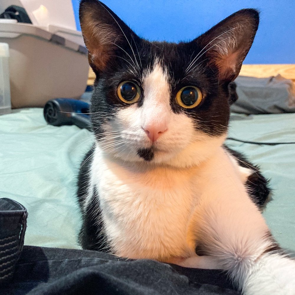 Pet Adoption Tuxedo Cats Near Me Ragdoll Cat White Kittens Near Me