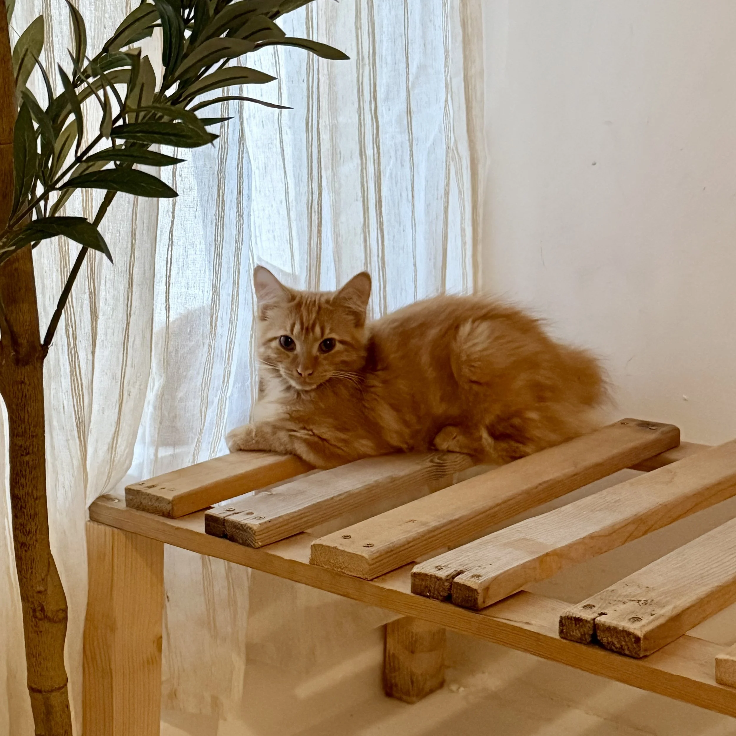 IMG_0344.jpeg