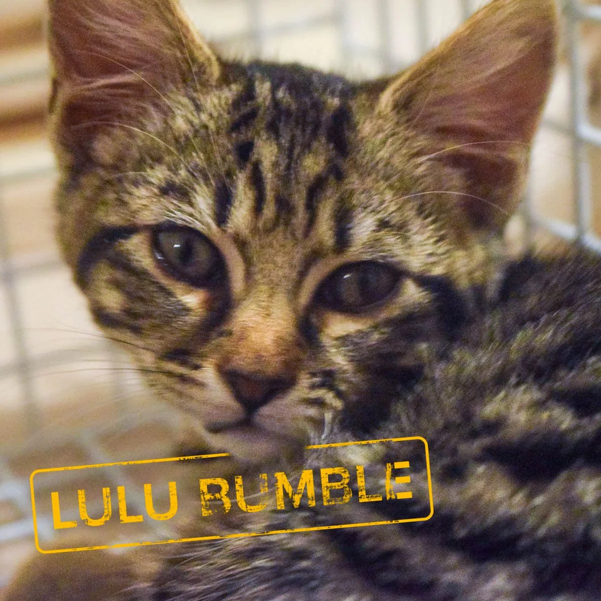 Raksha-Kittens-LuluBumble-251228-P1-PS-LR.jpg
