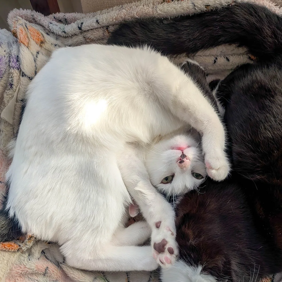 Gizmo-250929-P10-LR.jpg
