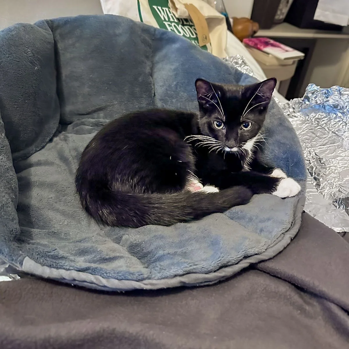 Morena-Kittens-26040201-P13-LR.jpg