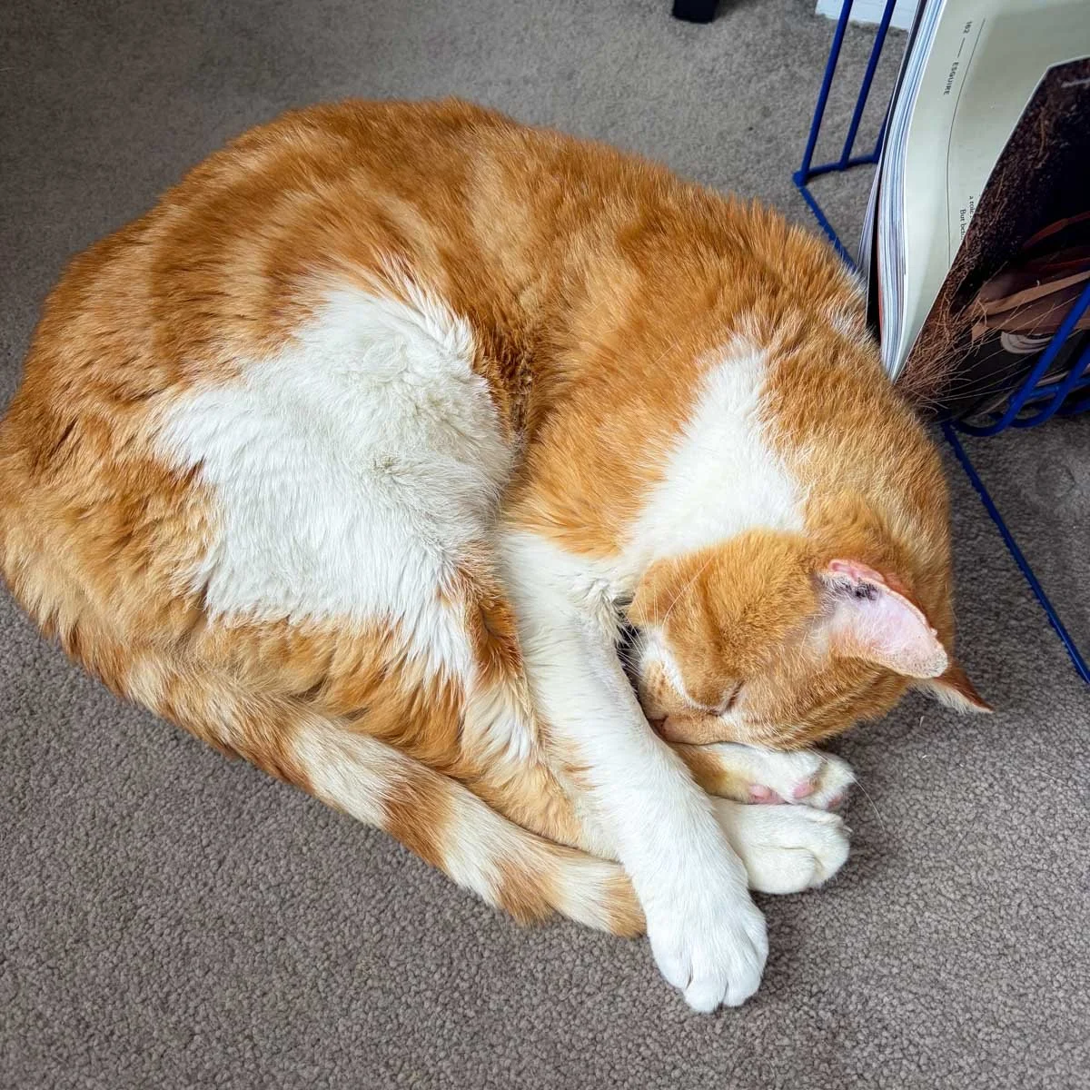 Linus-260320-P8-LR.jpg