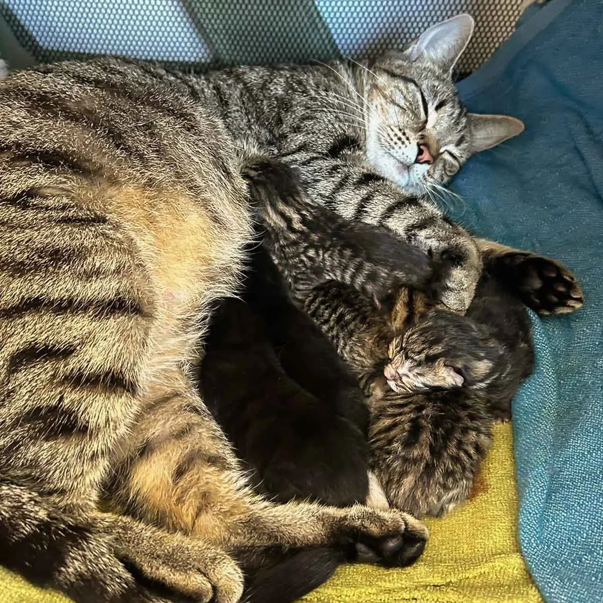 Kittens