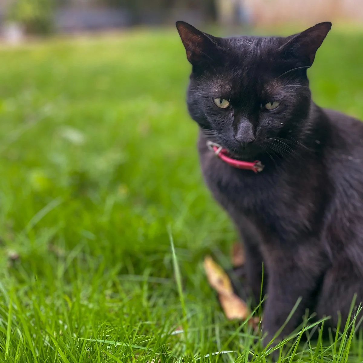 Meow-250707-1-LR.jpg