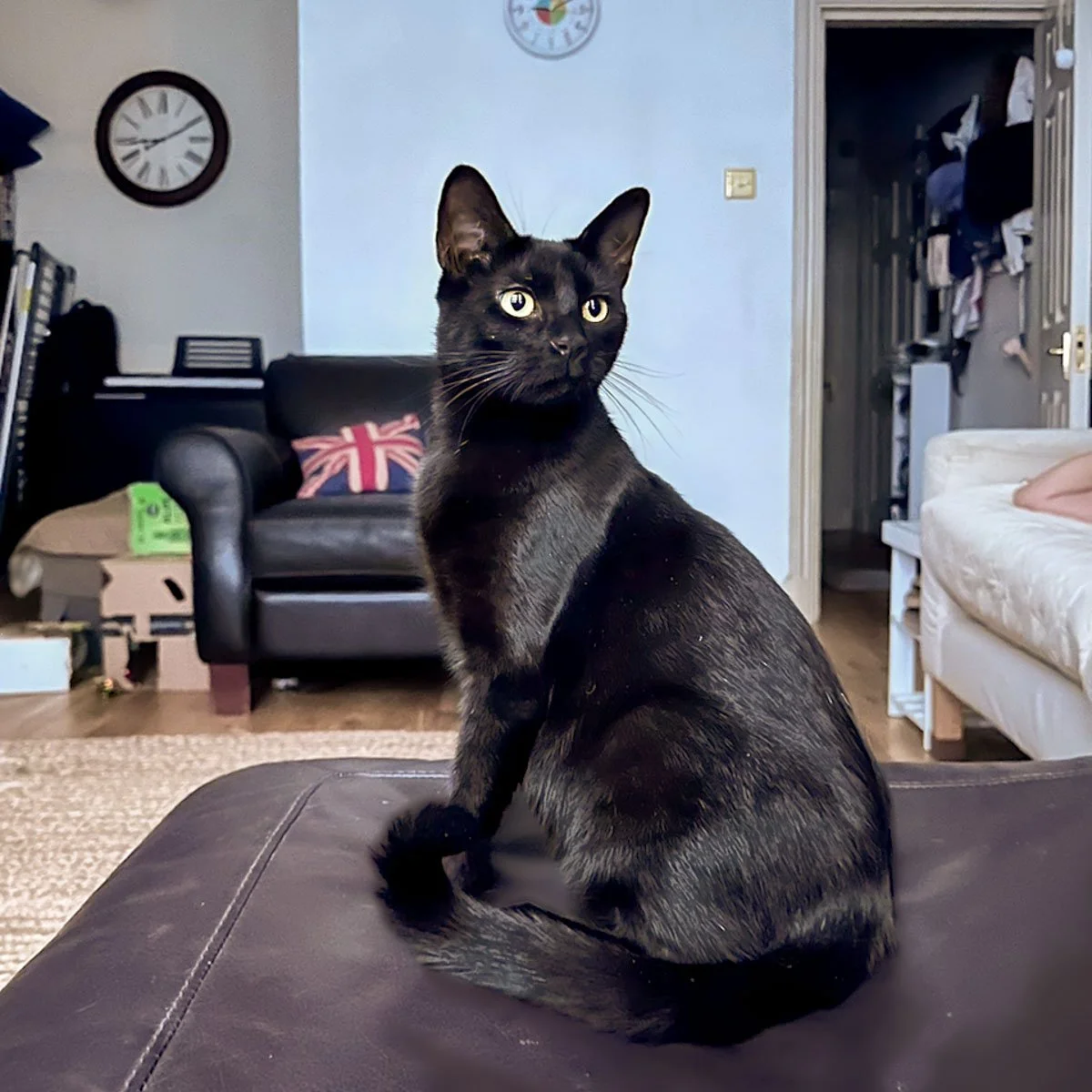 Morena-Kittens-26040201-P03-LR.jpg