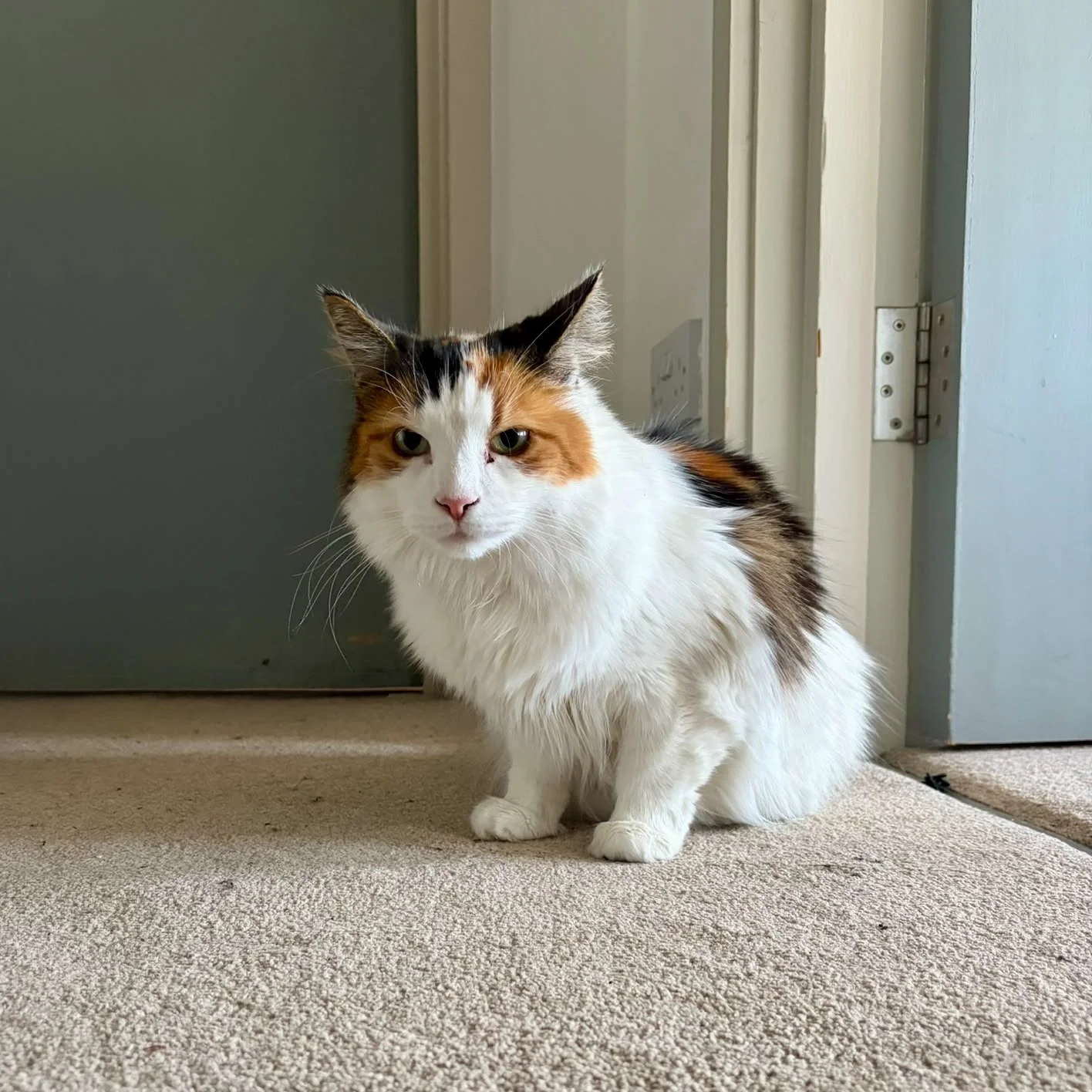IMG_0414.jpeg