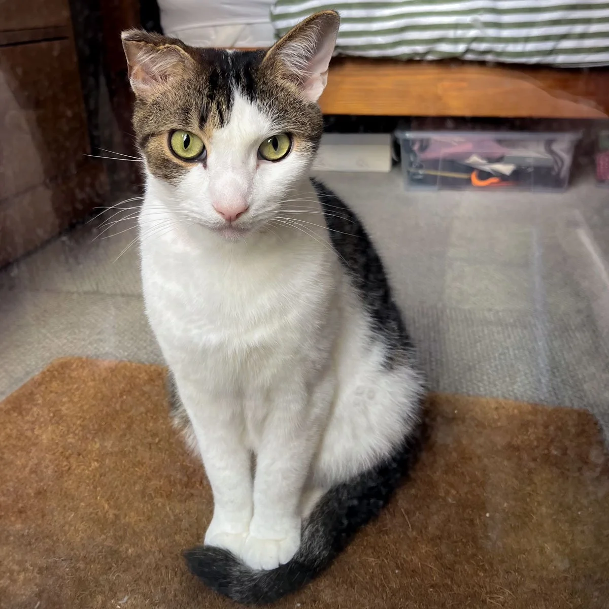 Loki-251108-P1-LR.jpg