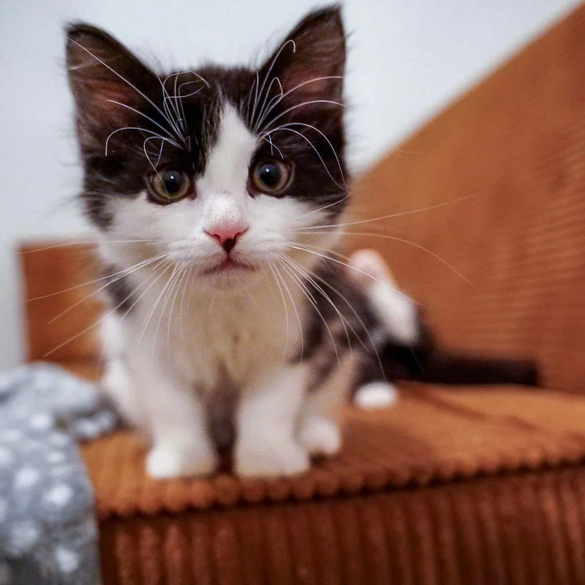 Little Spot is looking at right at you and wants you to adopt him and her brother Stripe