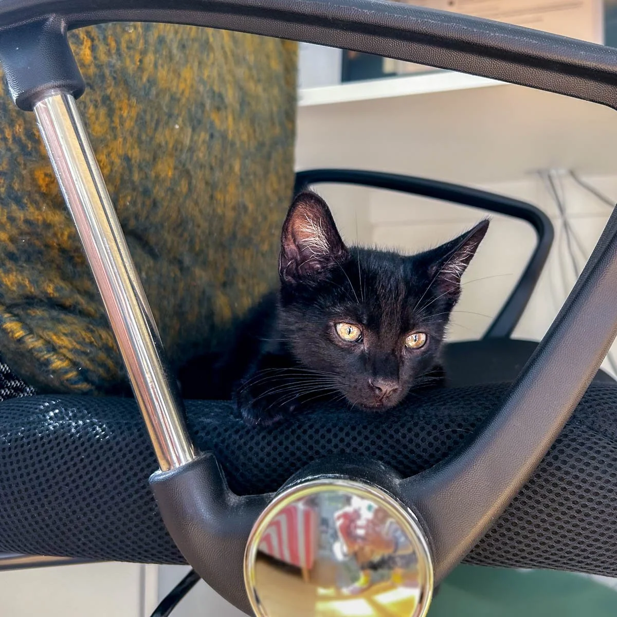 Black Kitten Sal Waiting for Her and Pip's Furever Home