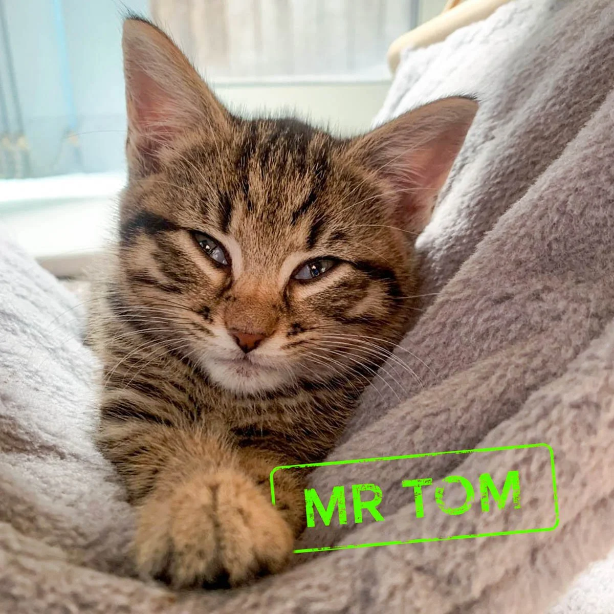 Raksha-Kittens-MrTom-251228-P2-PS-LR.jpg