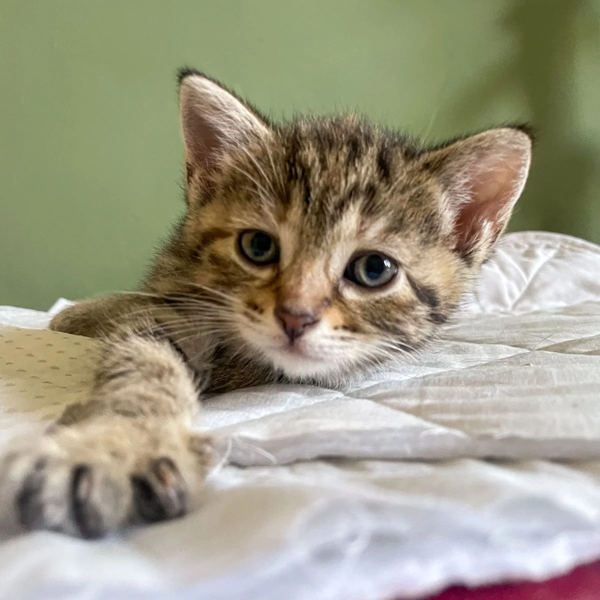 Tanty-260216-P1-LR.jpg